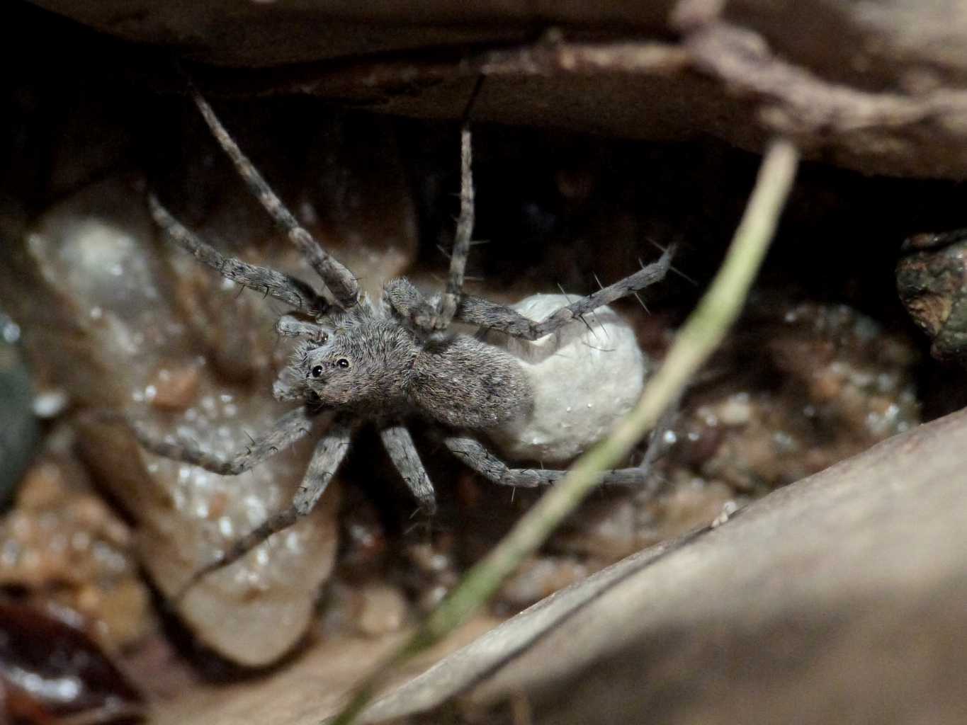 Pardosa wagleri - Tolfa (RM)